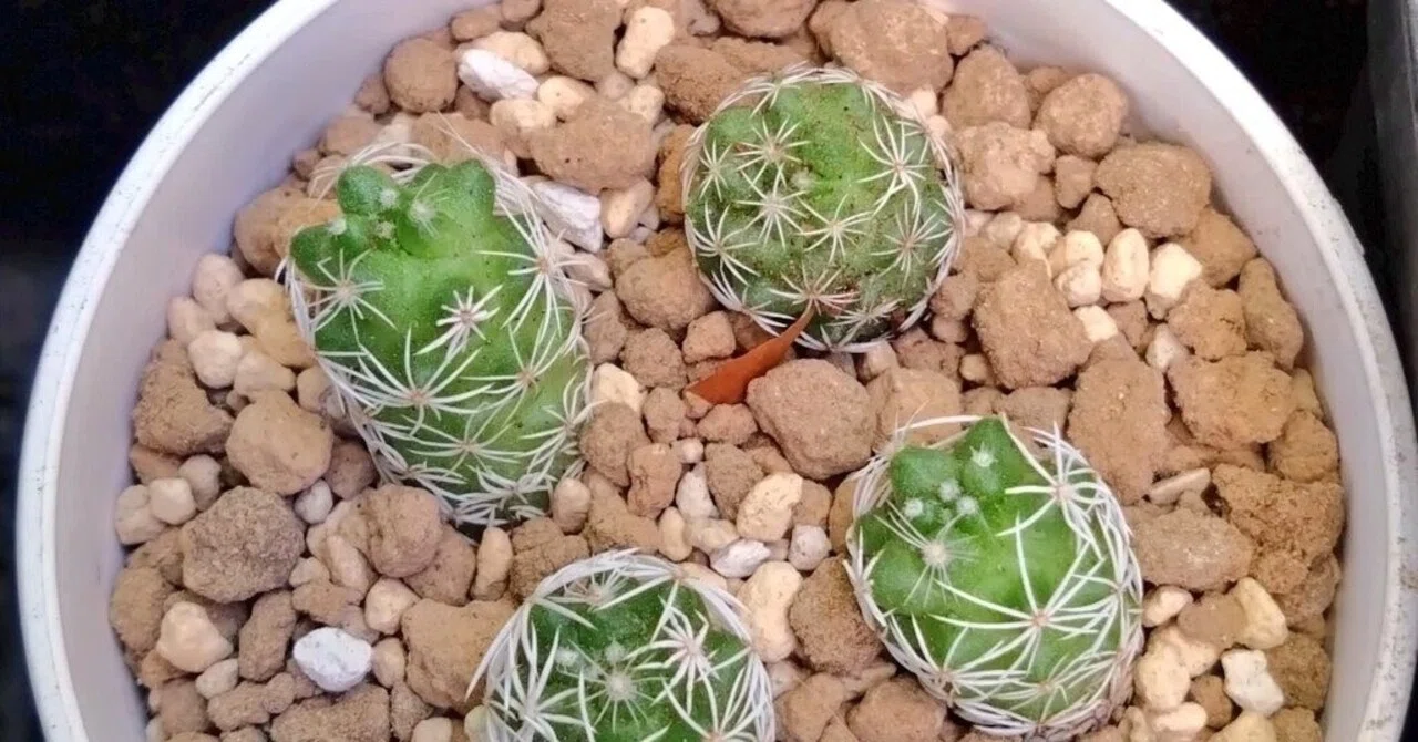 銀手毬｜文守 萌樹