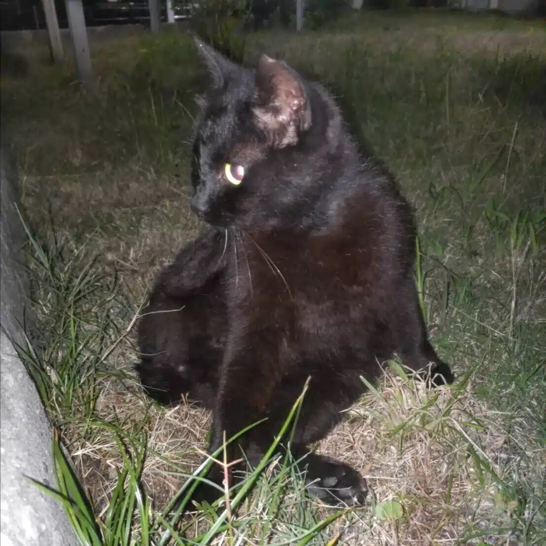 もも🐱（大阪市）