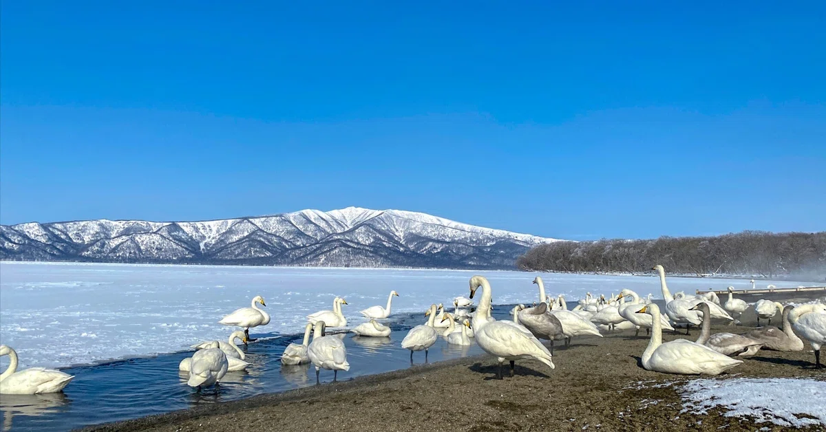 [Hokkaido, Lake Kussharo Sunayu] To the Lakeside Where Winter Swans ...