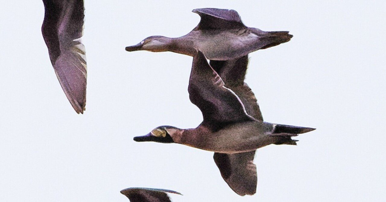 上空を飛ぶのは トモエガモだ｜神戸の野鳥note@きたの みつよし