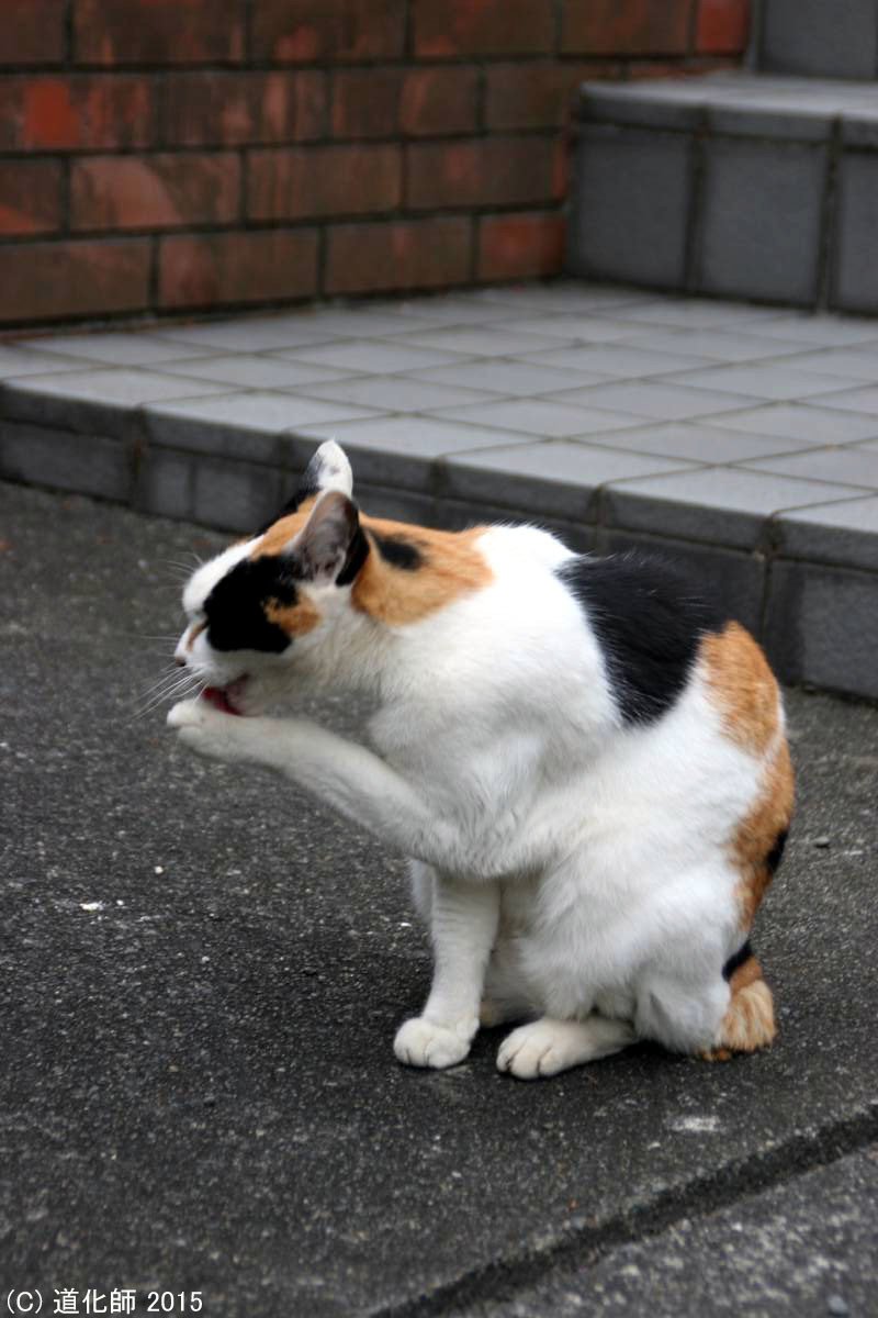 なめねこ_コピー