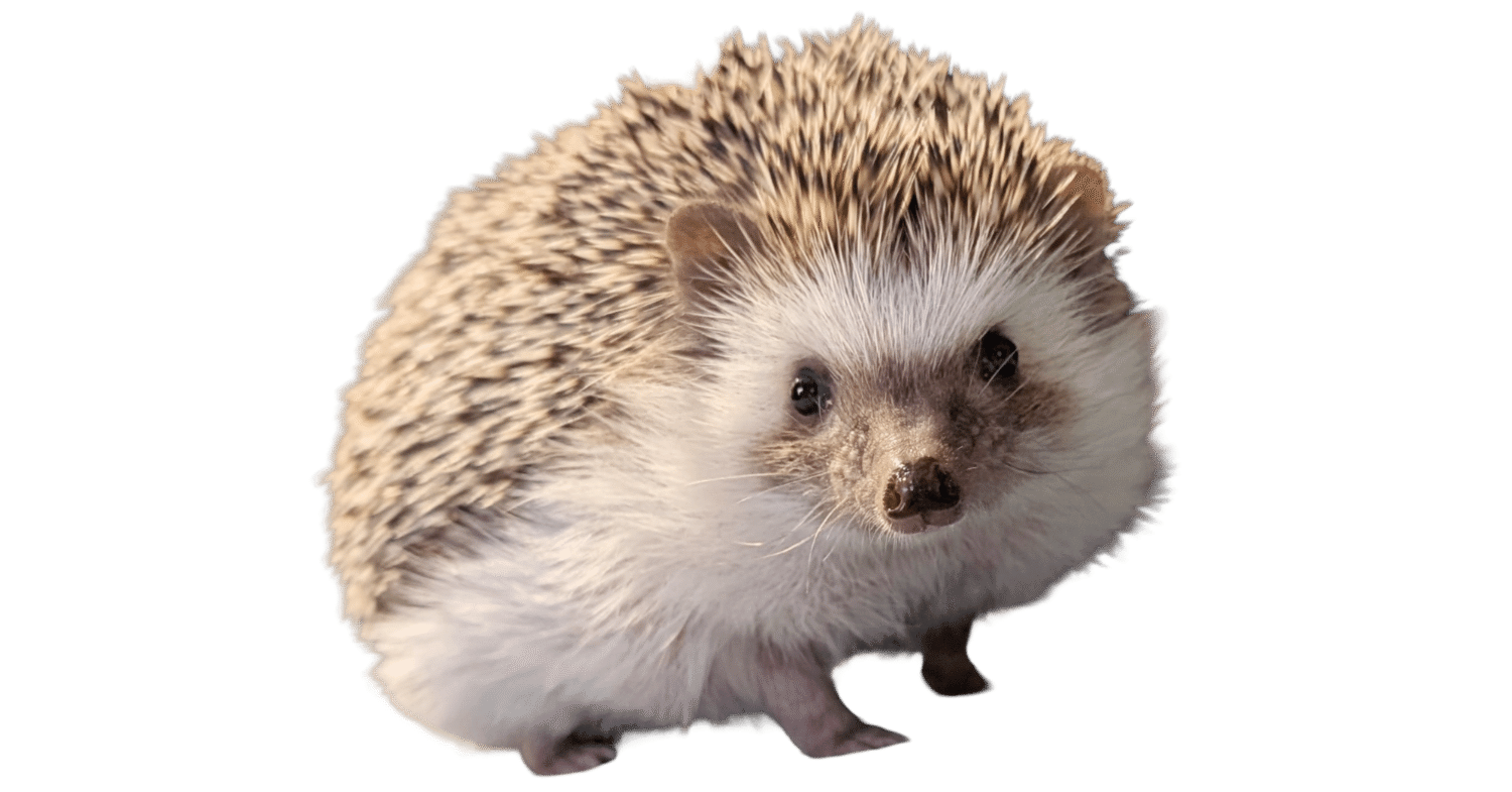 はりねずみ沼 HEDGEHOG LOVER｜Atifa AL SAFAR