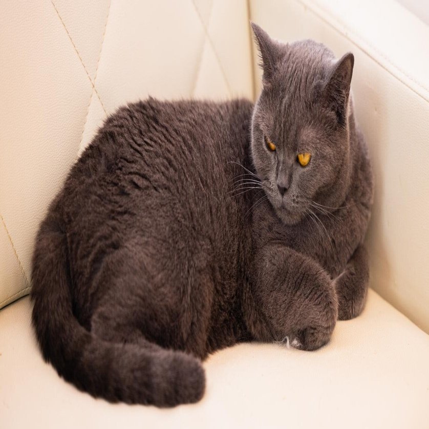 チャッピーってだれだよ ChatGPTへ愛称をつける違和感｜wonderwall 岡山