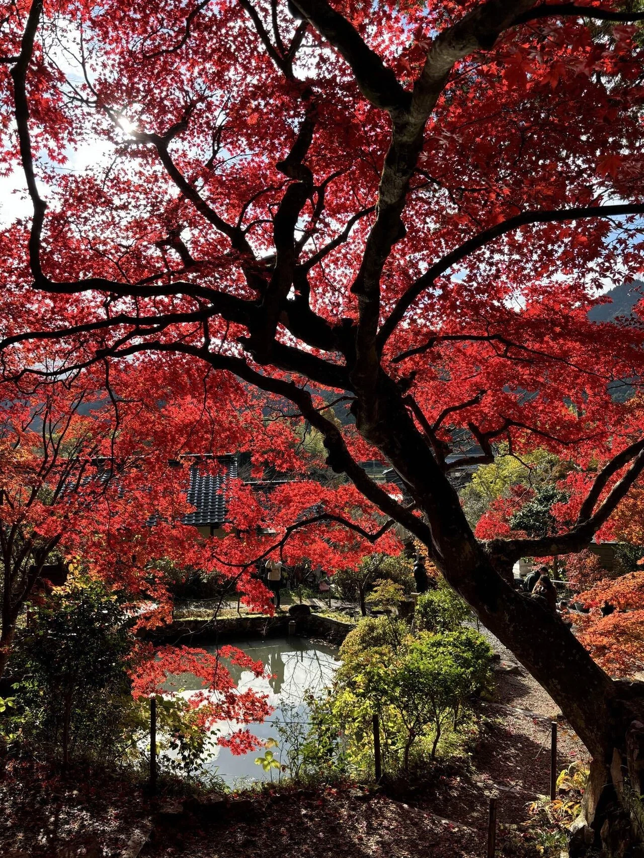 My First Note] The Slowly Flowing Autumn I Encountered at Daikoku