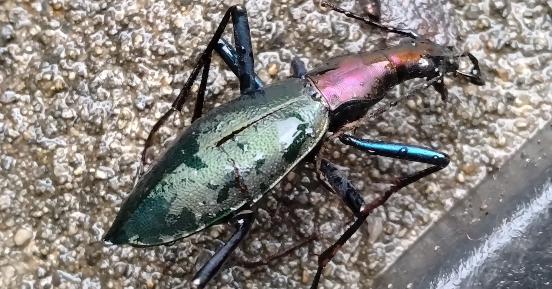 マイマイカブリ 標本｜ちかのべ文庫代表のチカノベ