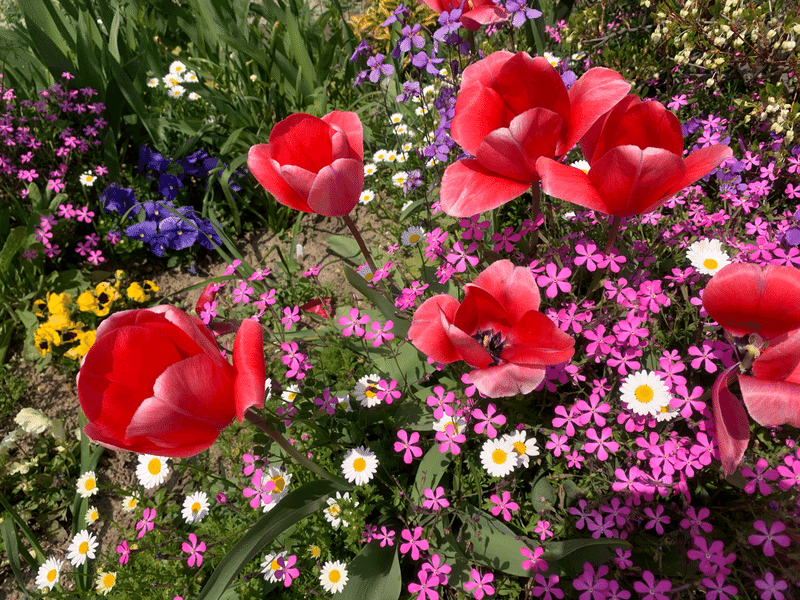 負けないように枯れないように Kato T Note