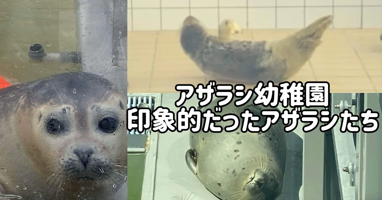 オランダのアザラシ幼稚園で個人的に印象的だったアザラシ園児・卒園生