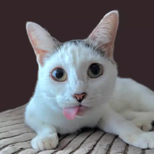 ソウ