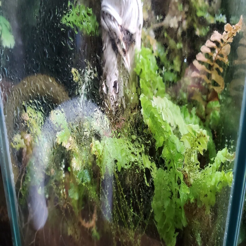 苔テラリウムに水滴ついてるけど大丈夫？｜moss paradise3055（モスパラ）