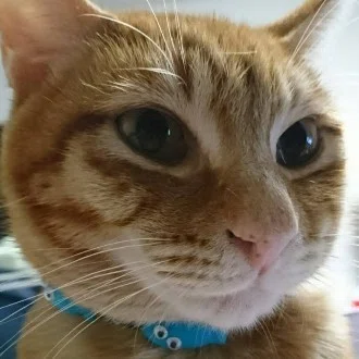 しょう