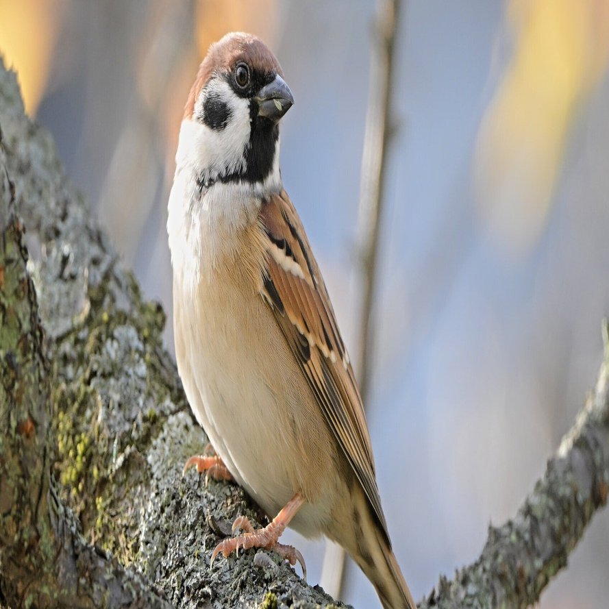スズメページ たまには使わないといけない超望遠 （ Z9 : AF-S 500mm f/5.6E PF
