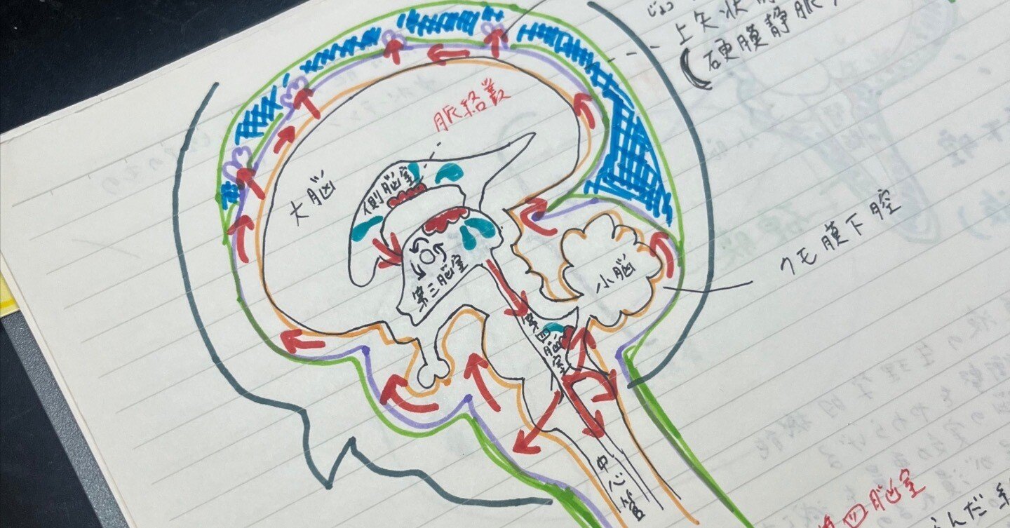 クラニオセイクラルバイオダイナミクスとは？ -後編-｜TARA TRIP