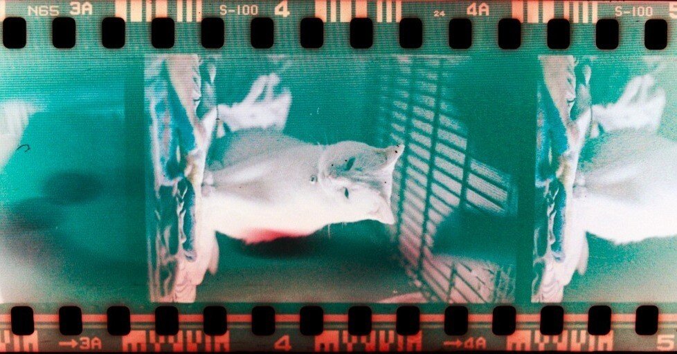 カラーネガフィルム タングステンタイプ期限切れ 30年前の期限切れフィルム現像した。カラーネガフィルム自家現像