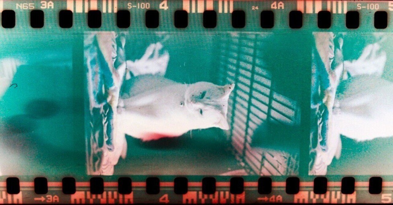 30年前の期限切れフィルム現像した。カラーネガフィルム自家現像