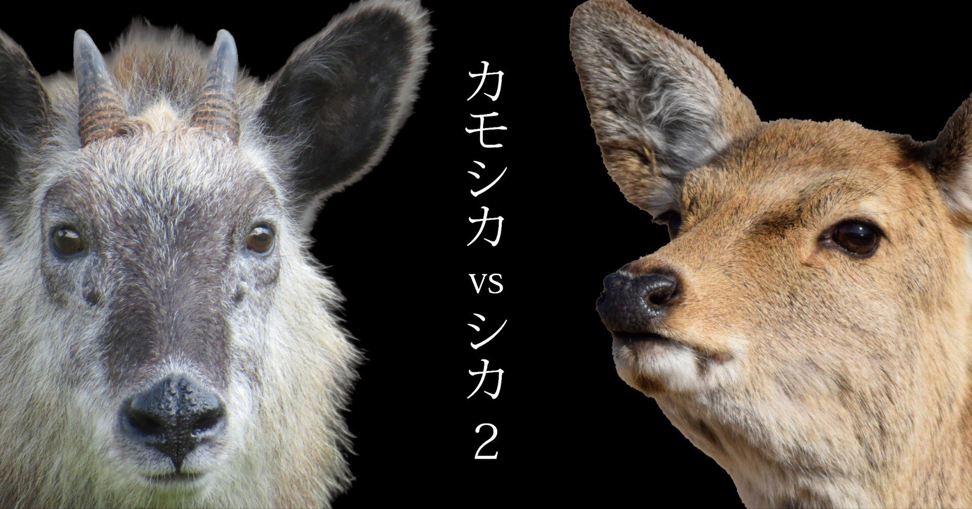 バカラカモシカです 40e592009d1da6dce6d5bcf71161c5