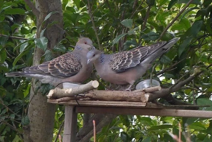 第935回 野鳥と餌台 翆野 大地 Note