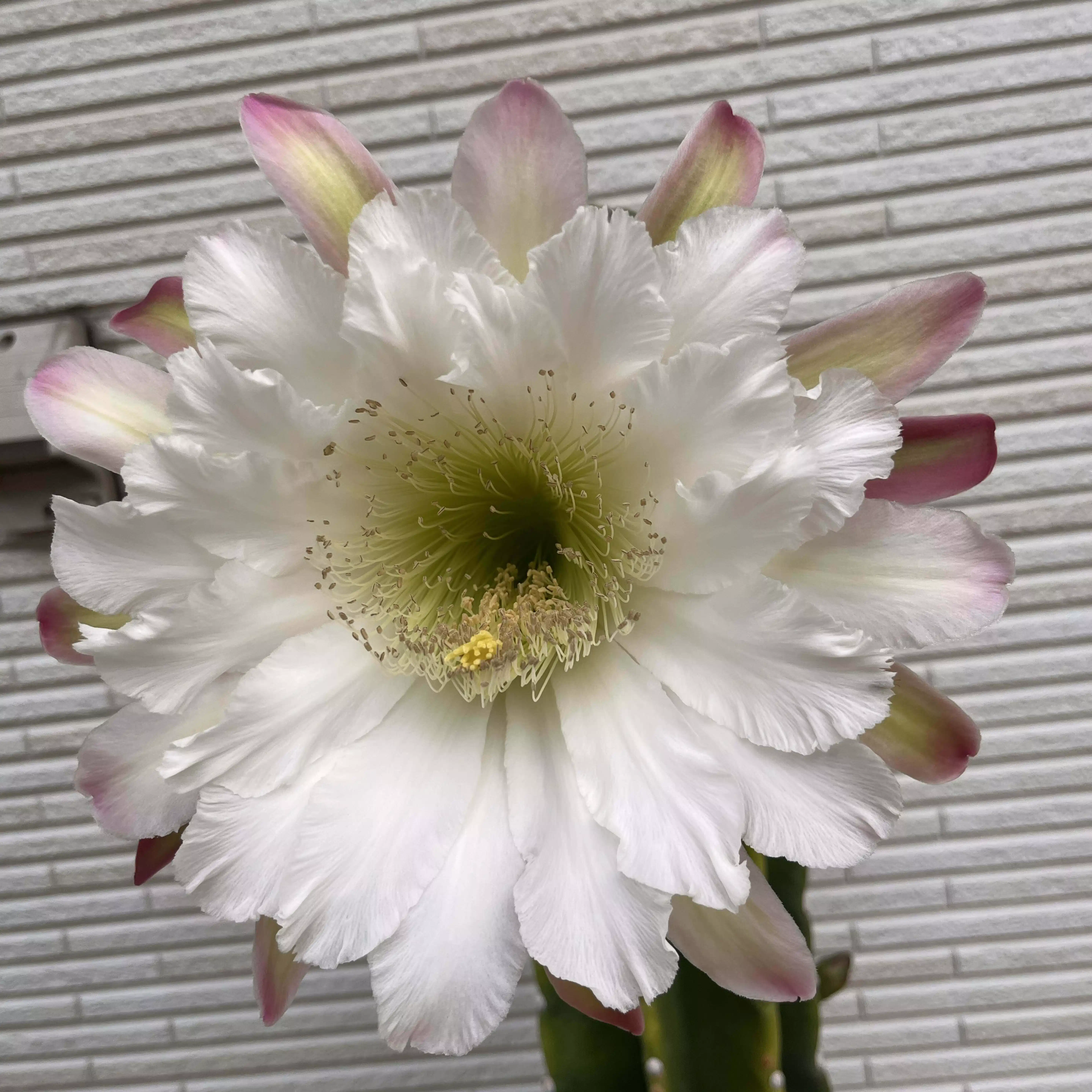 自分マニア