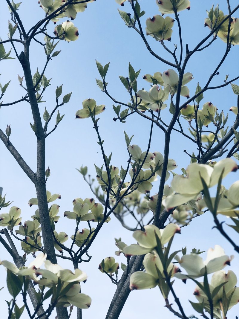 ハナミズキ 花水木 Lucky Beauty Note ハナミズキ 花水木 Lucky Beauty Note