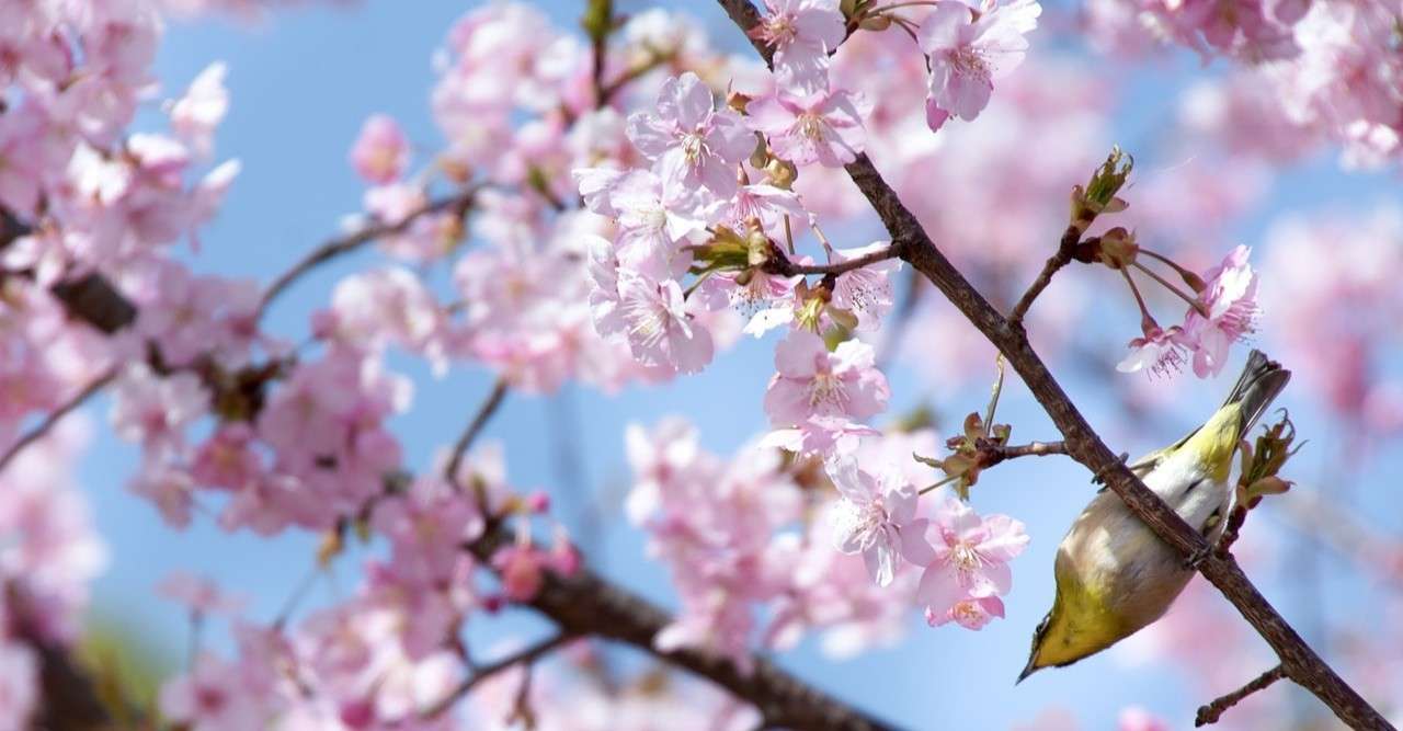 春の訪れと終わりが教示する美醜 犬鳴ゆり Note