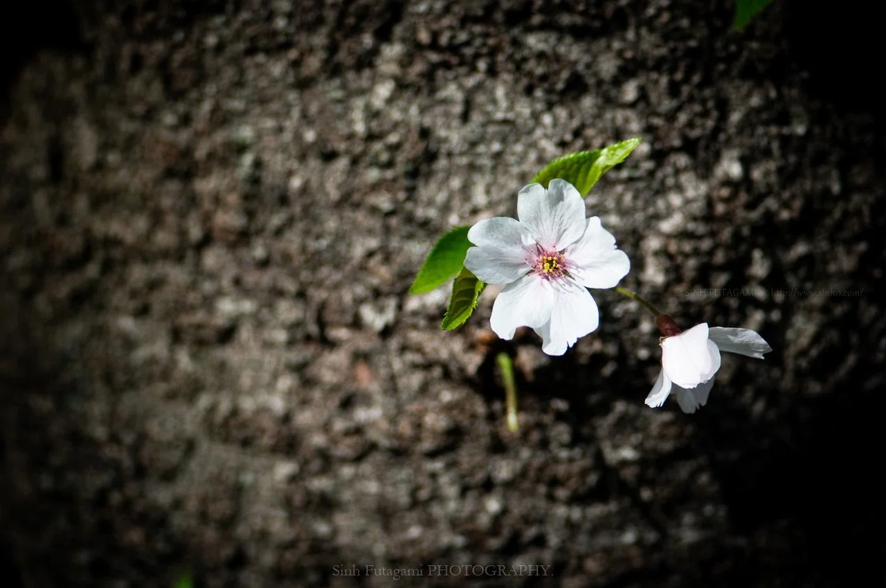 名残桜。｜Sinh