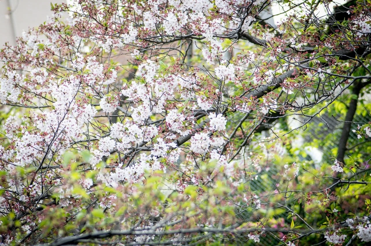 名残桜。｜Sinh