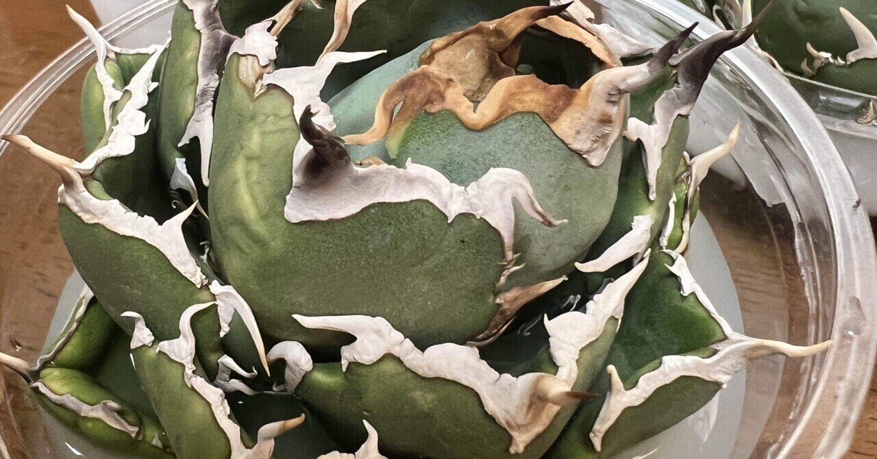 mare_agave式 アガベ発根管理マニュアル｜mare_agave