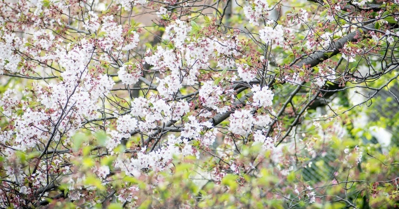 名残桜。｜Sinh