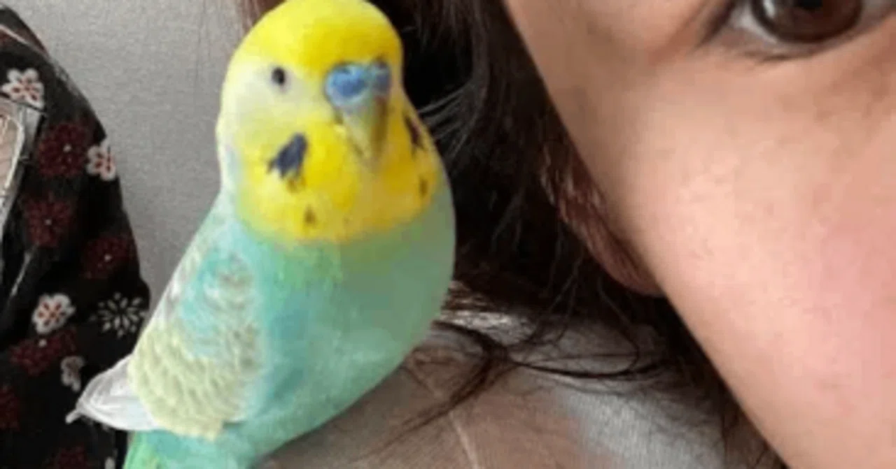 自己紹介セキセイインコ飼育歴8年あおいちゃんとの暮らし｜セキセイ