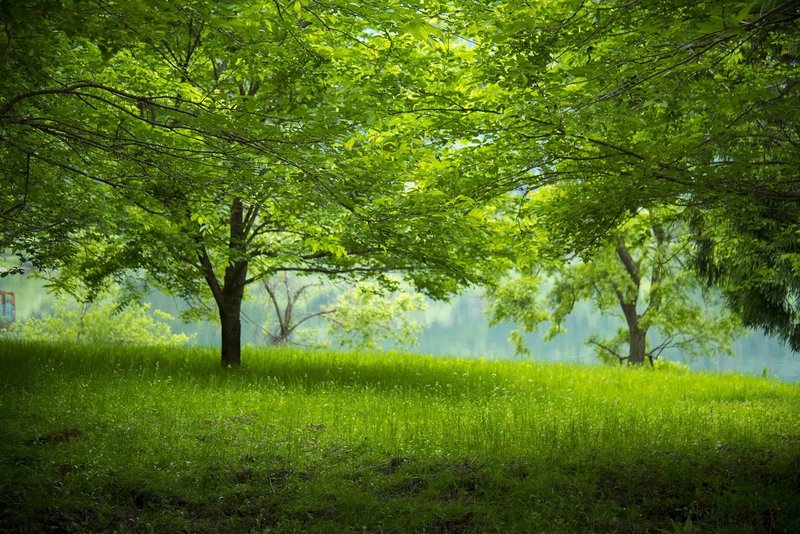 新緑の爽やかさを表現する 撮影 レタッチ法を紹介 Yuto Note