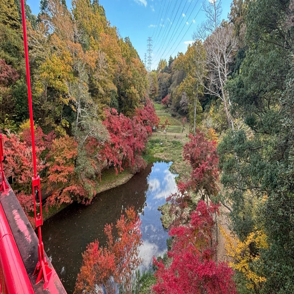 泉自然公園の紅葉が素晴らしいです！｜活動記録@NPOリトカル