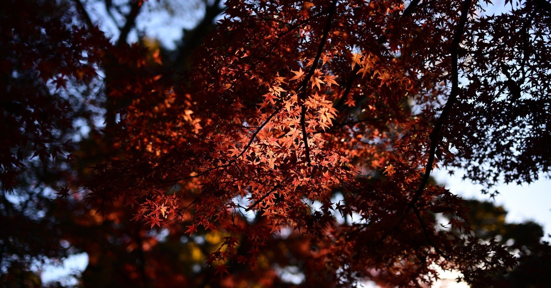 雑談】紅葉の季節がやってきた！！｜平乃ひら