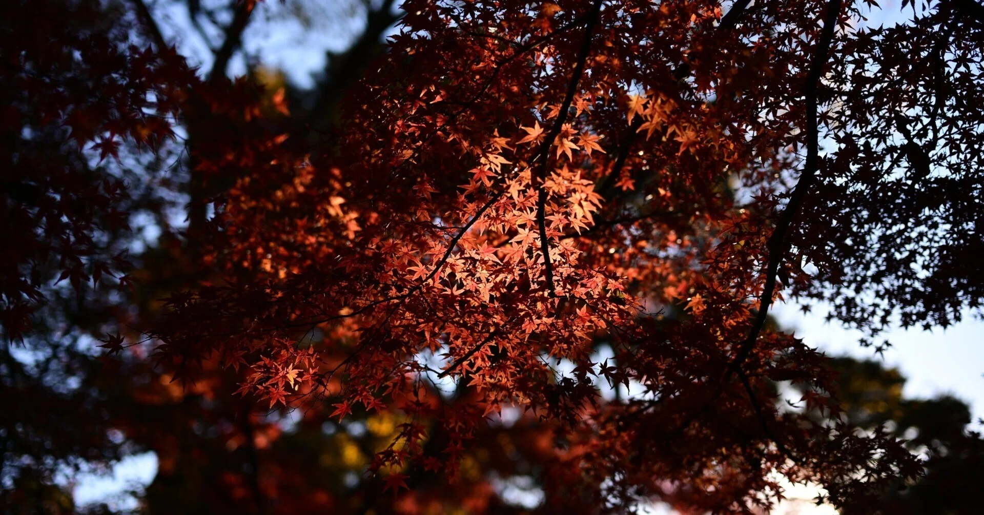 雑談】紅葉の季節がやってきた！！｜平乃ひら