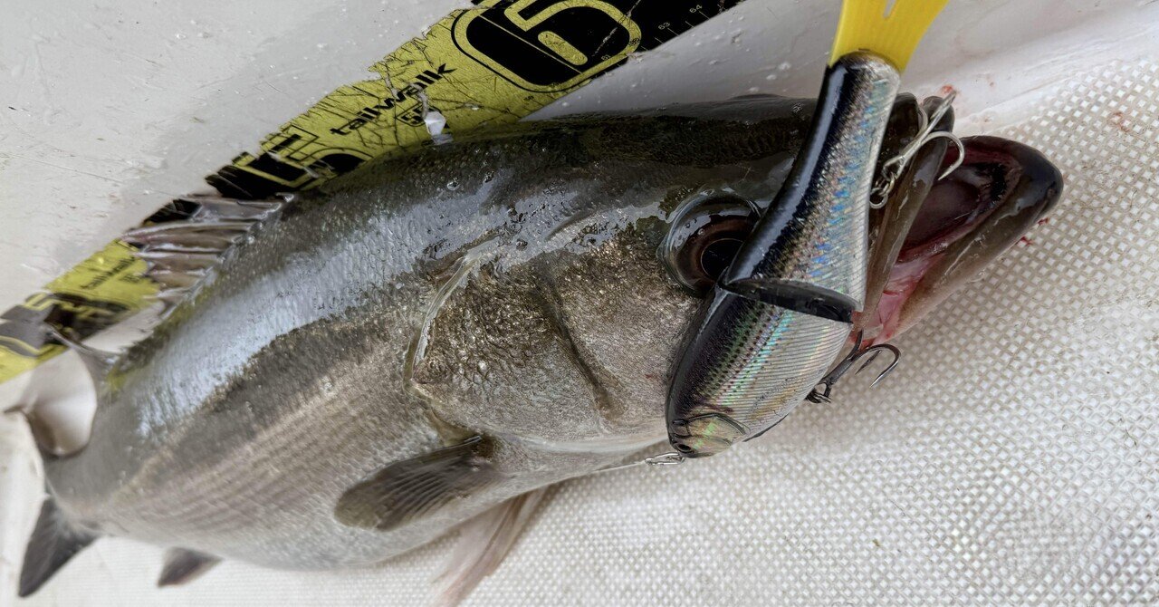 ダイソービッグベイトは何がすごいのか（シーバス実釣インプレッション