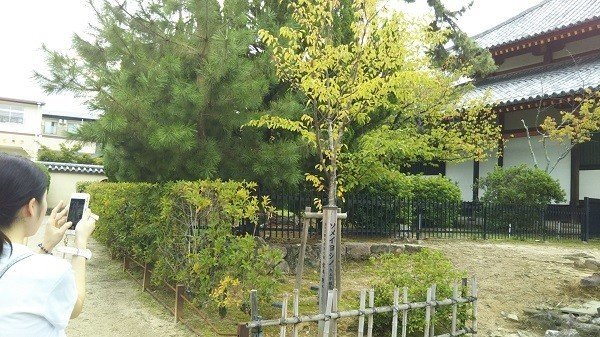 奈良 京都 西大寺 東大寺二月堂 東寺 たつ Note
