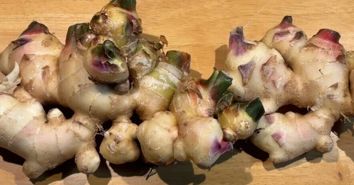 A Record of Playing with Ginger ① [Starting with Tempura]｜三野誠子