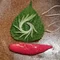 深山尚