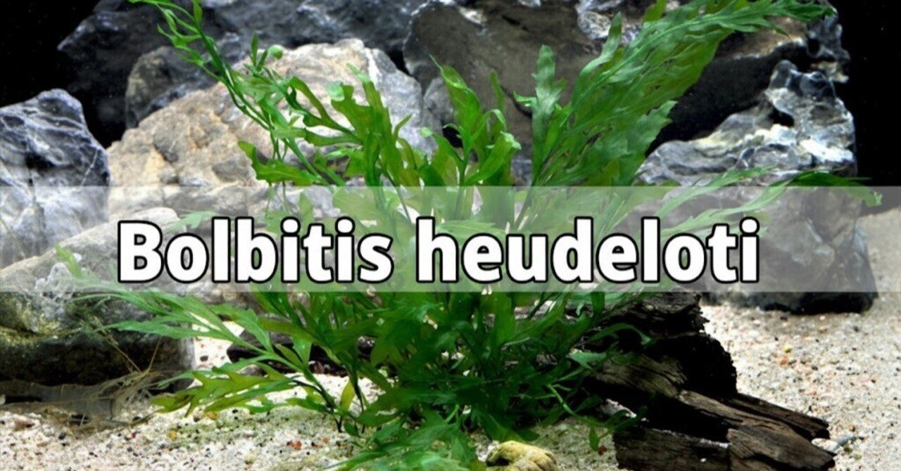 水草 ボルビティス Amazon.co.jp: （水草）ボルビティス ヒュディロティ石付（水中葉