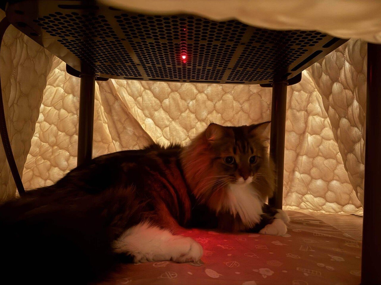 猫の寒さ対策。サイベリアンでも冷える冬に猫用こたつを買ってみた