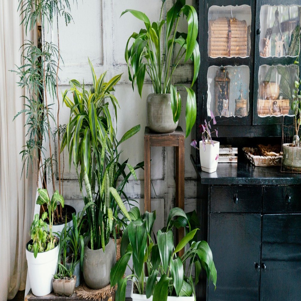 初心者の方向け観葉植物講座：座学編｜dgz400