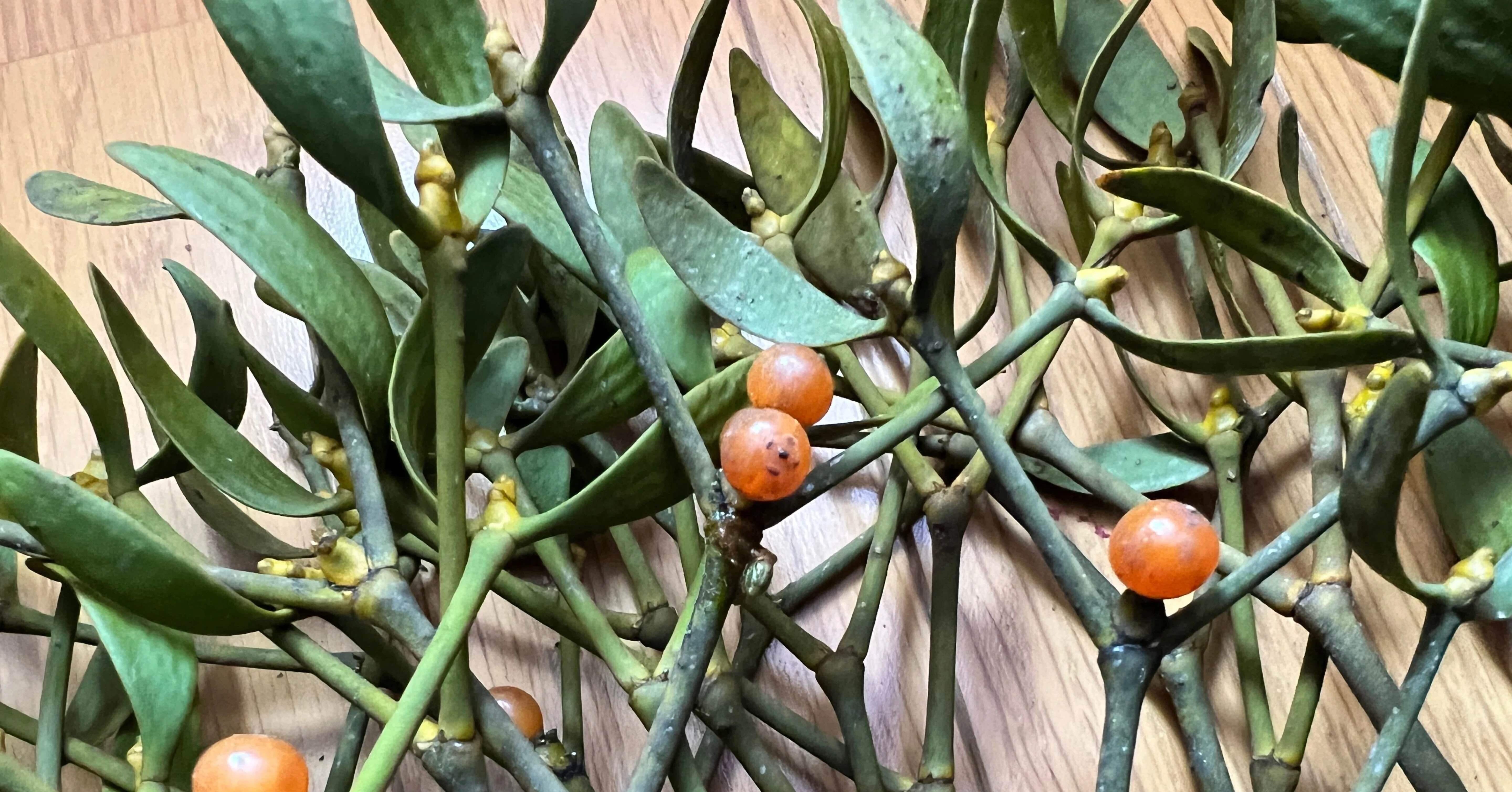 けろっぐちゃん専用ヤドリギ ヤドリギ｜H I_