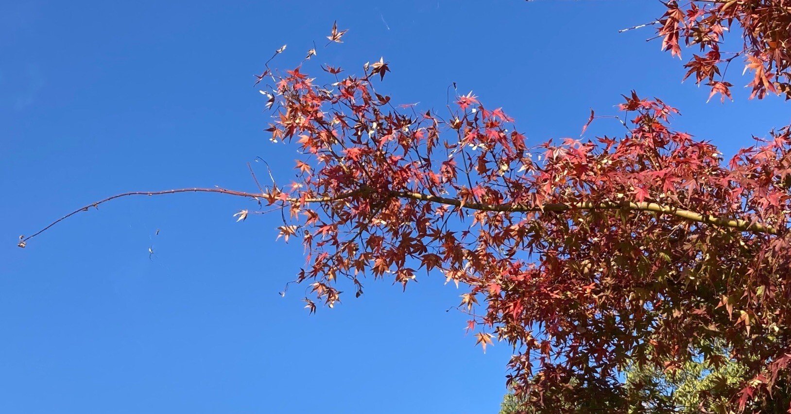 もみじ❤️枫葉❤️成長した姿 楓（かえで）も紅葉（もみじ）もどちらもカエデ属、 南河内郡太子町