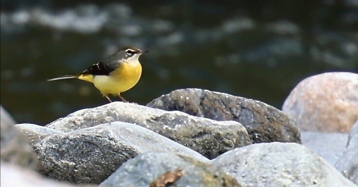 渓谷の黄色い鳥｜kuro335