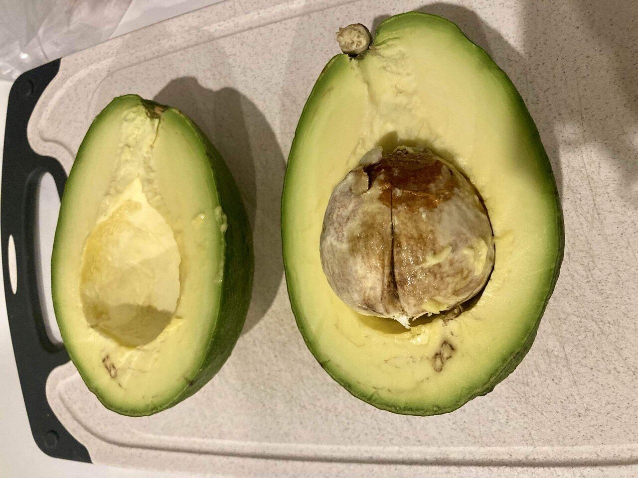 🥑 水曜朝のフルーツ便 #20 アボカド種茶｜バリ島の知らなくていいコト