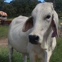 継続は力なり を英語で説明できる Isla Note 継続は力なり を英語で説明できる Isla Note