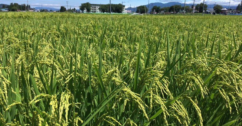 稲と土壌肥料を繋ぐ唯一の接点：窒素