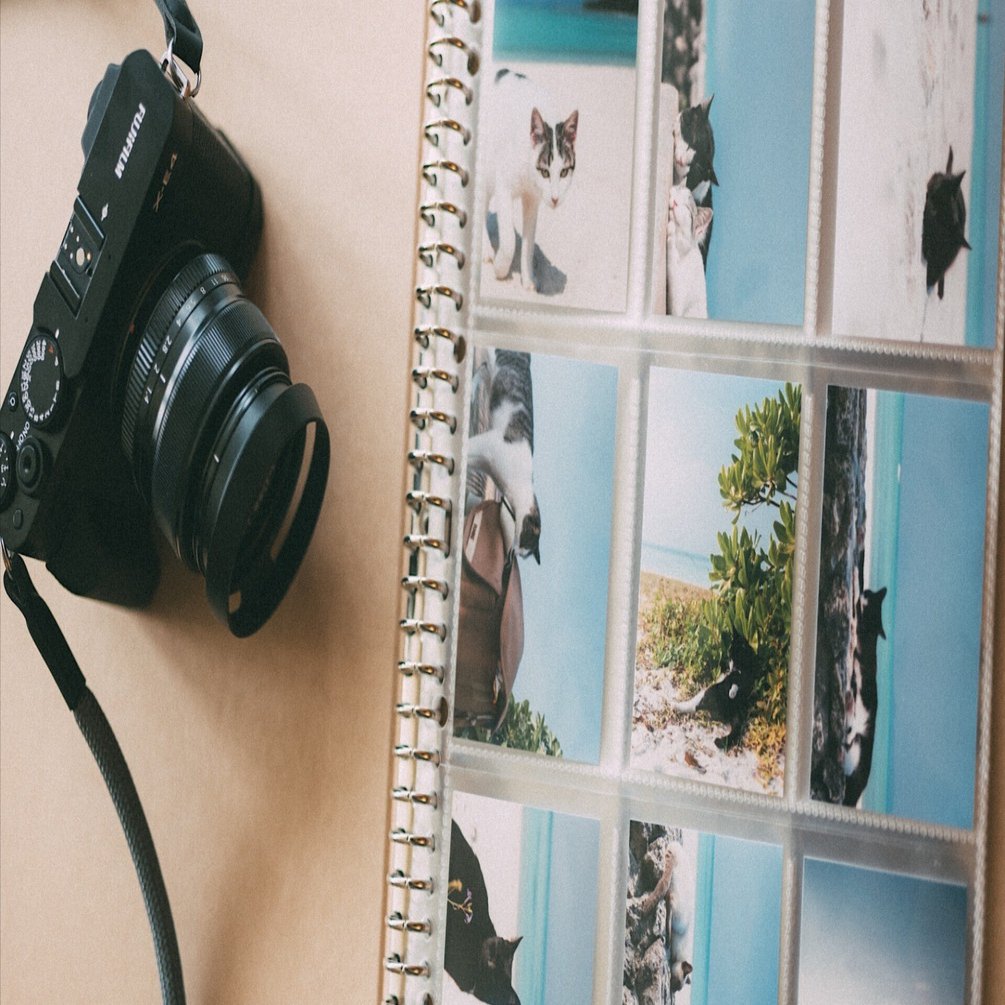 自己紹介｜猫写真家｜サラリーマン｜猫写真家 あおいとり