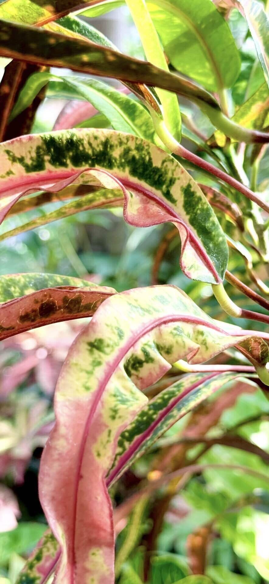 クロトン この植物について、いつものボタニカル風でなく、アート風に