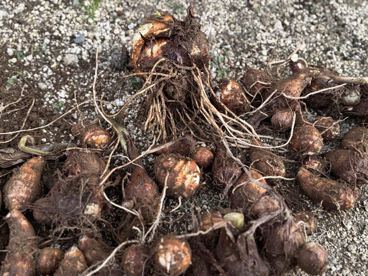 里芋の親芋と小芋