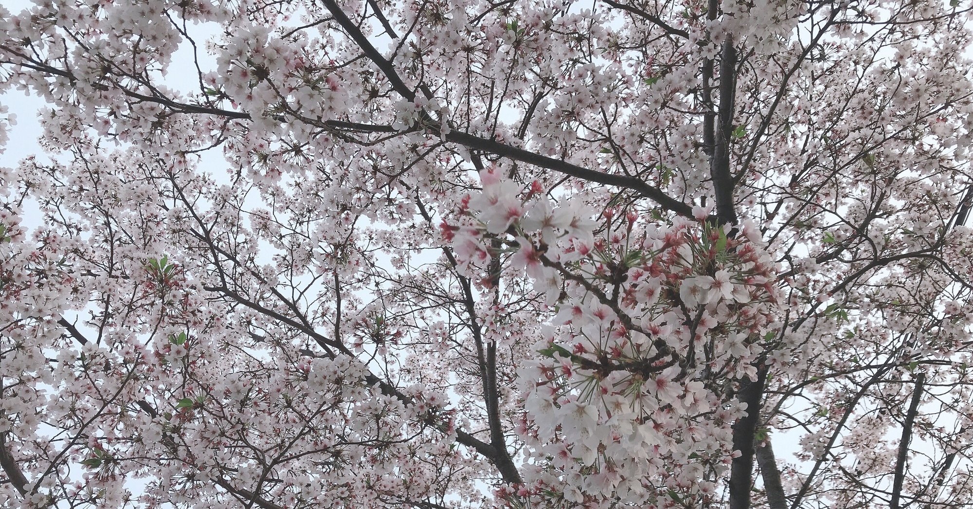 満開の桜もいいけれど わたしは葉桜がすきだ 杉岡 みなみ Note 満開の桜もいいけれど わたしは葉桜がすきだ 杉岡 みなみ Note