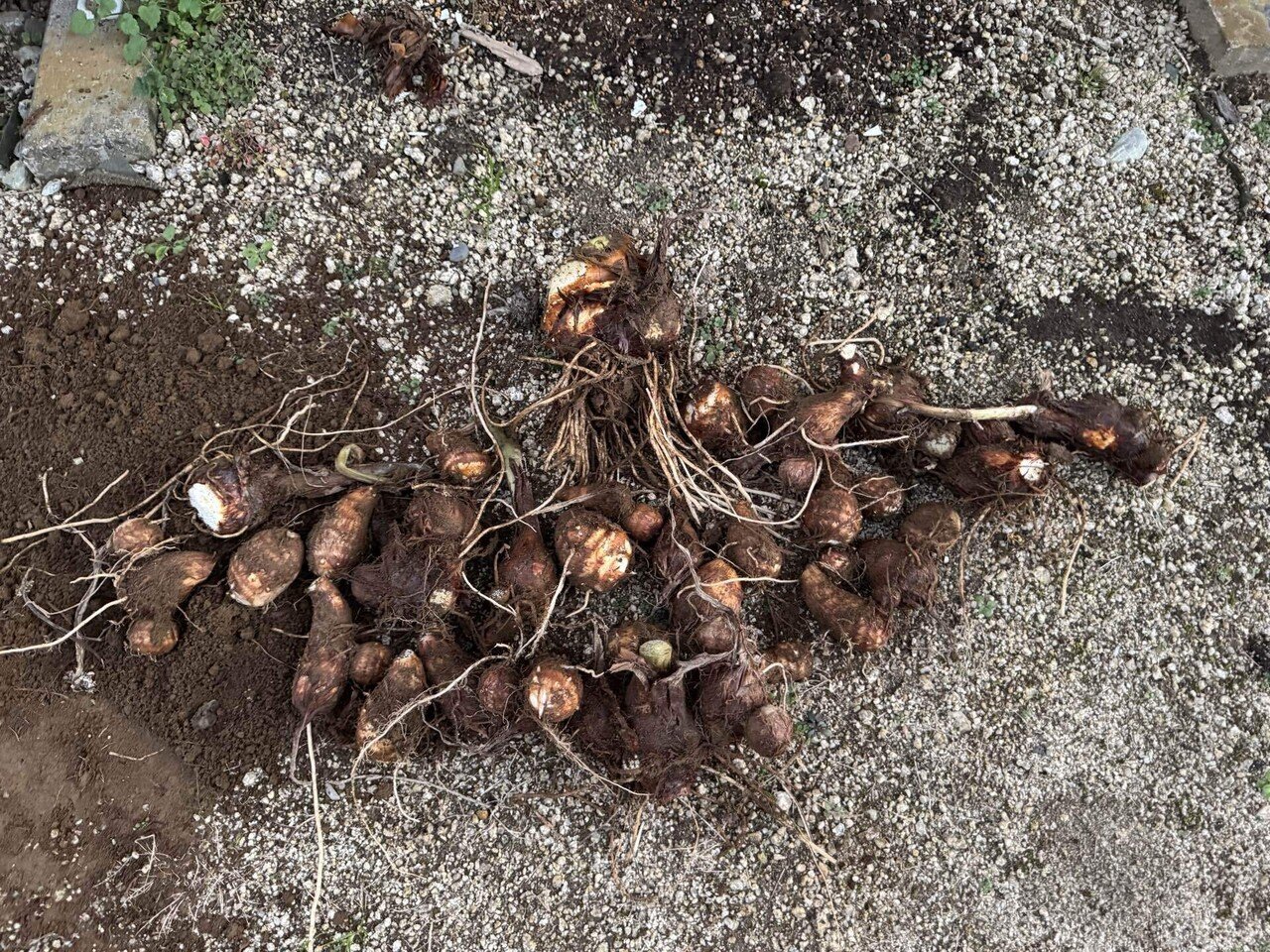 小芋と親芋の収穫